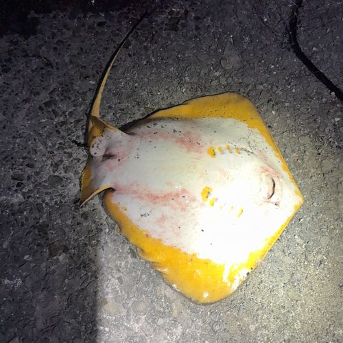 アカエイの釣果
