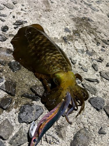 アオリイカの釣果