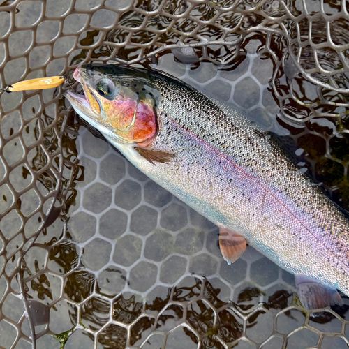 ニジマスの釣果