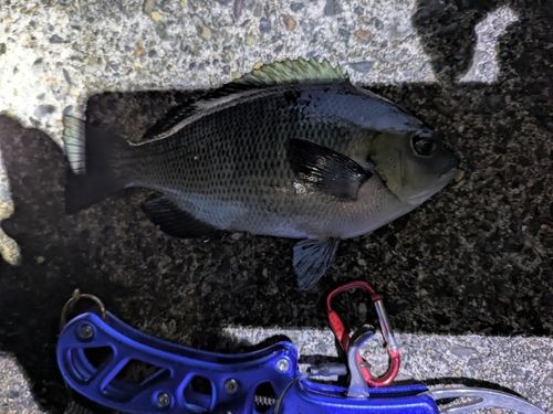 グレの釣果