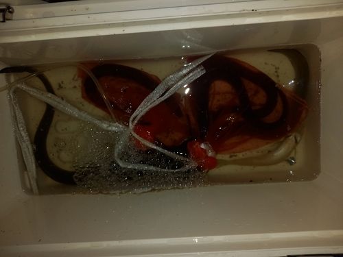 ウナギの釣果