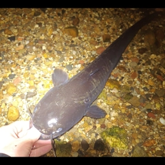 ナマズの釣果