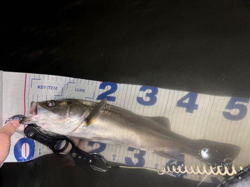 シーバスの釣果