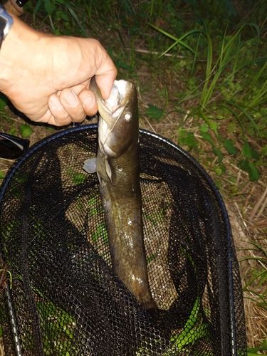 マナマズの釣果
