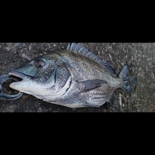 チヌの釣果