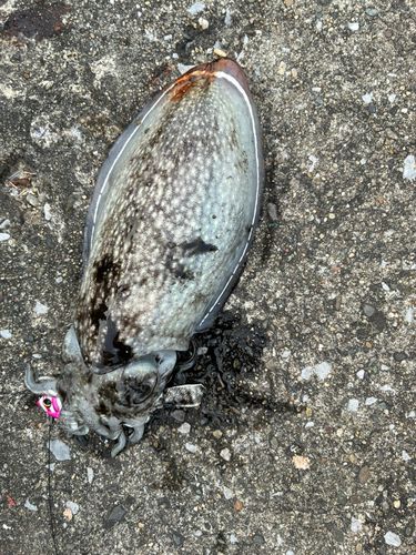 シリヤケイカの釣果