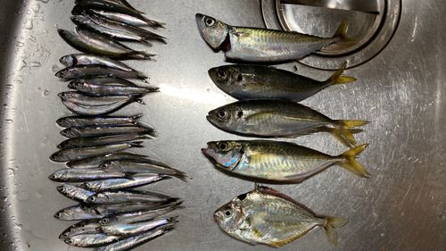 アジの釣果