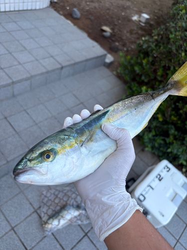 ワカシの釣果