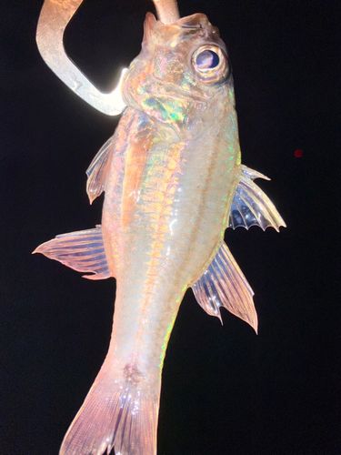 クロホシイシモチの釣果