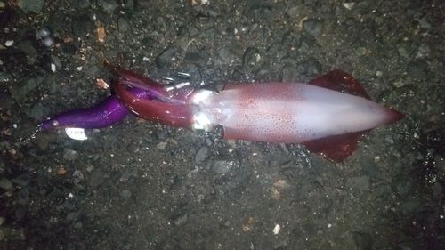ケンサキイカの釣果
