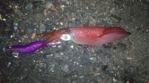 ケンサキイカの釣果