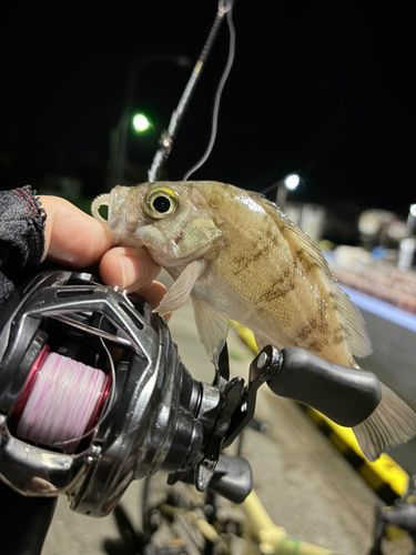 メバルの釣果