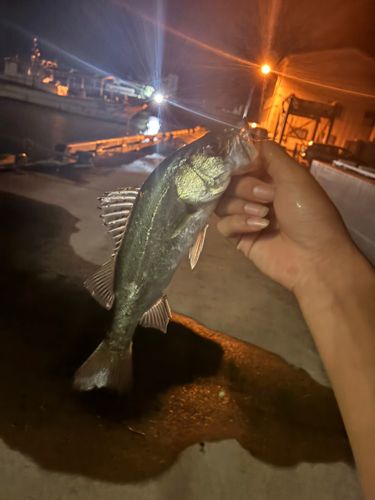 セイゴ（マルスズキ）の釣果