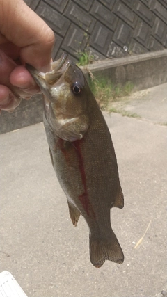 スモールマウスバスの釣果