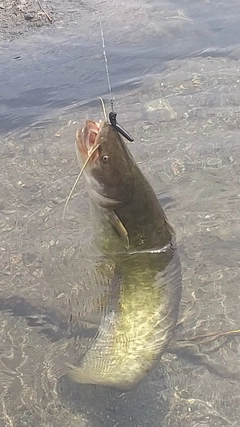 ナマズの釣果