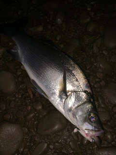 ヒラスズキの釣果