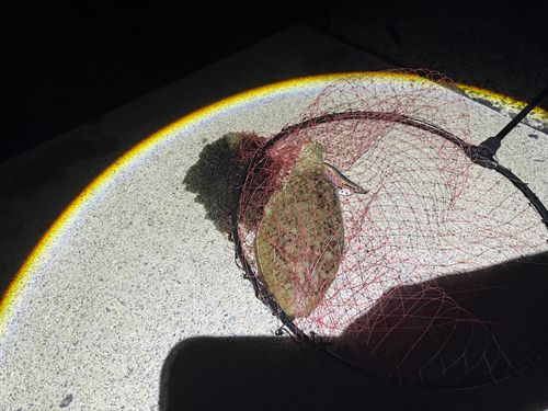 コウイカの釣果