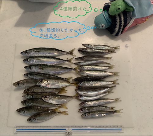 ウルメイワシの釣果