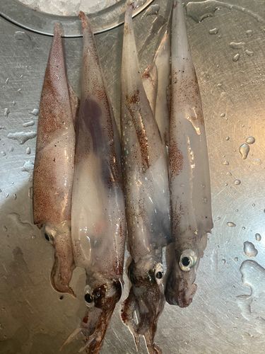 ヤリイカの釣果