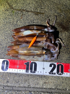 イカの釣果