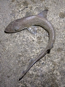ホシザメの釣果