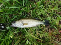 ラージマウスバスの釣果