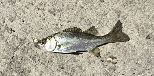 セイゴ（タイリクスズキ）の釣果