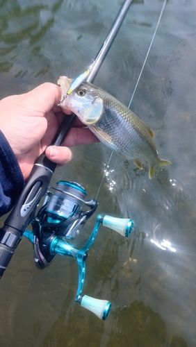 ハスの釣果