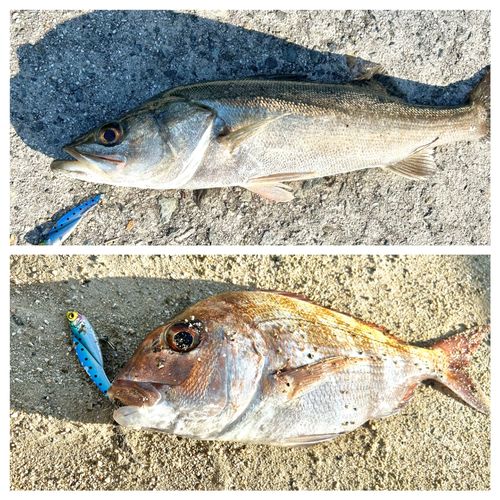 マルスズキの釣果