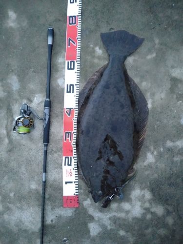 ヒラメの釣果