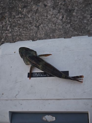 ハゼの釣果