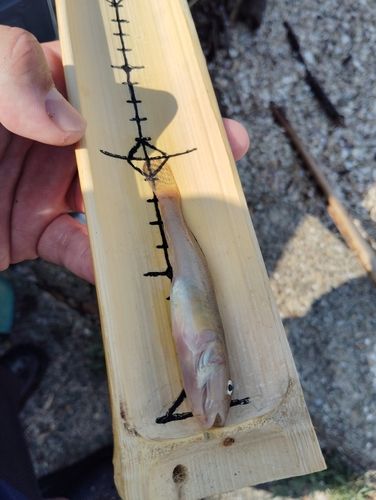 マハゼの釣果
