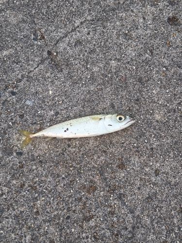 サバの釣果