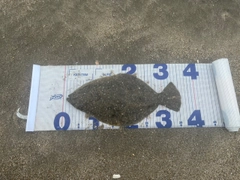 ソゲの釣果