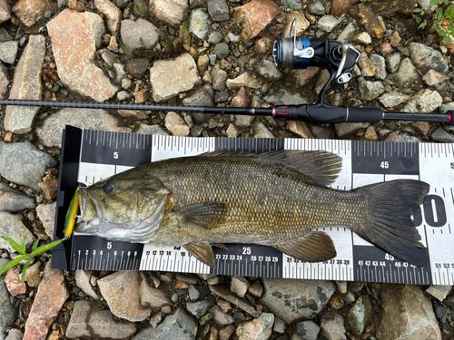 スモールマウスバスの釣果
