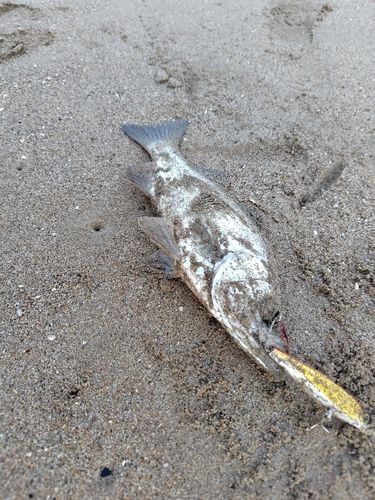 セイゴ（マルスズキ）の釣果