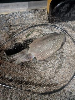 モンゴウイカの釣果