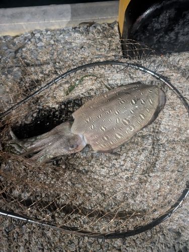 モンゴウイカの釣果