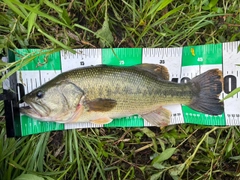 ラージマウスバスの釣果