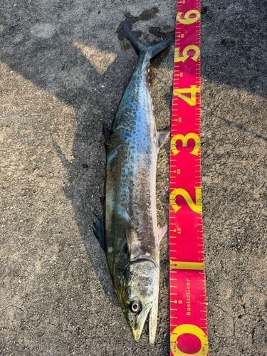 サゴシの釣果