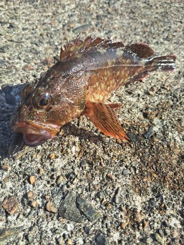 カサゴの釣果