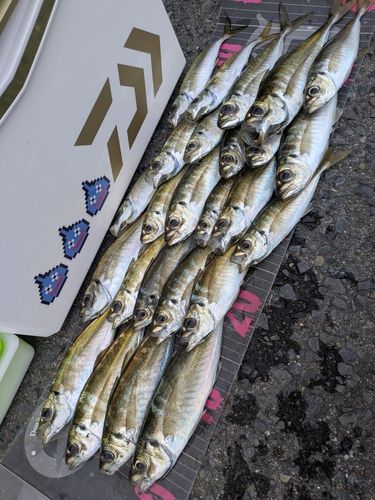 アジの釣果