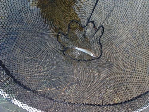 ウグイの釣果