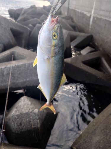 ワカシの釣果