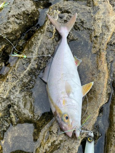カンパチの釣果