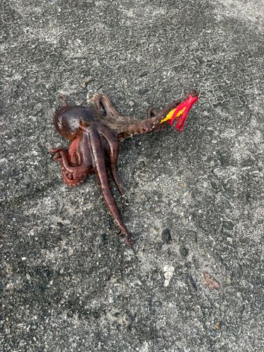 タコの釣果
