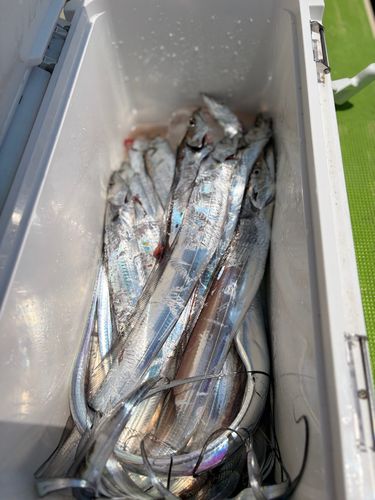 タチウオの釣果