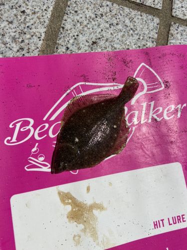 カレイの釣果