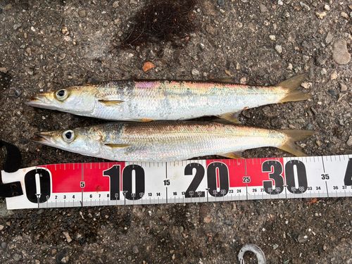 アカカマスの釣果