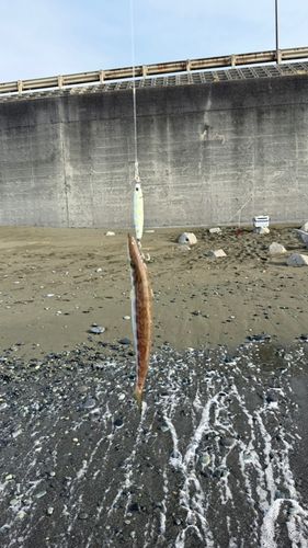 カマスの釣果